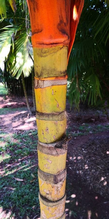 Areca vestiaria bark