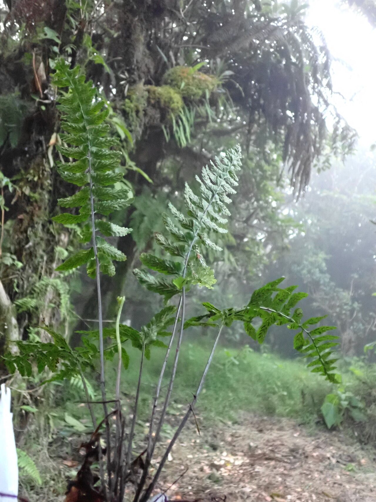Asplenium inaequilaterale habit