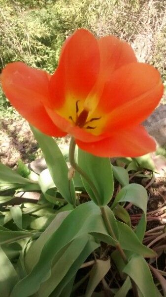 Tulipa aximensis flower
