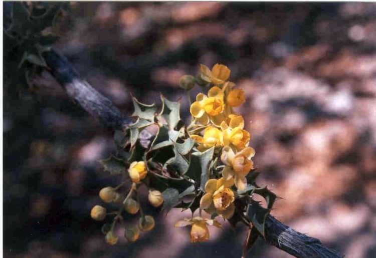 Berberis higginsiae flower