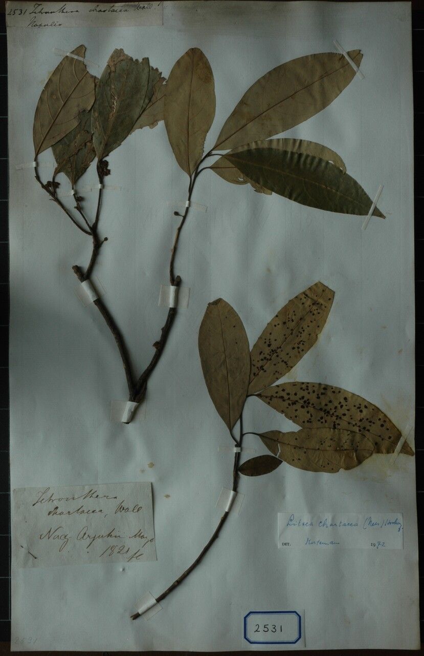 Litsea chartacea — search result for 'Litsea'
