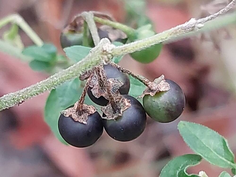Gentiana crassicaulis fruit