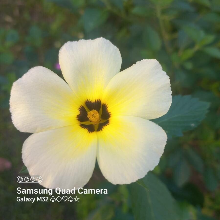 Turnera subulata leaf