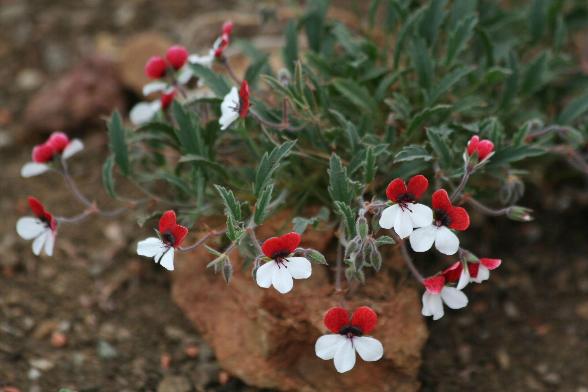 Pelargonium tricolor — houseplant care guide