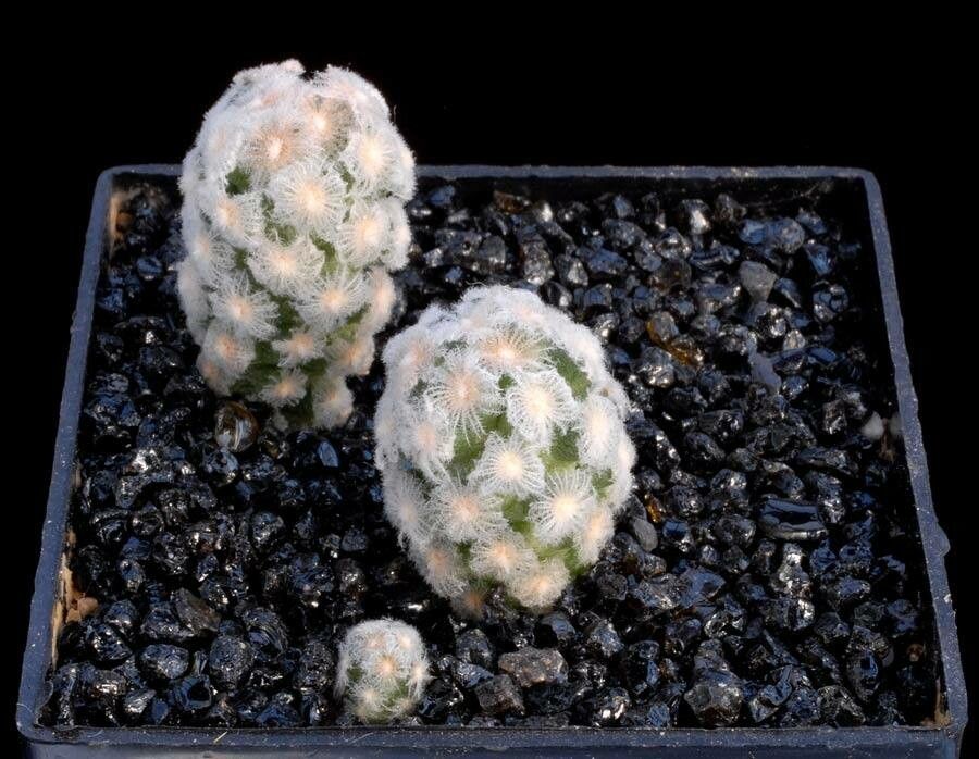 Cochemiea theresae other