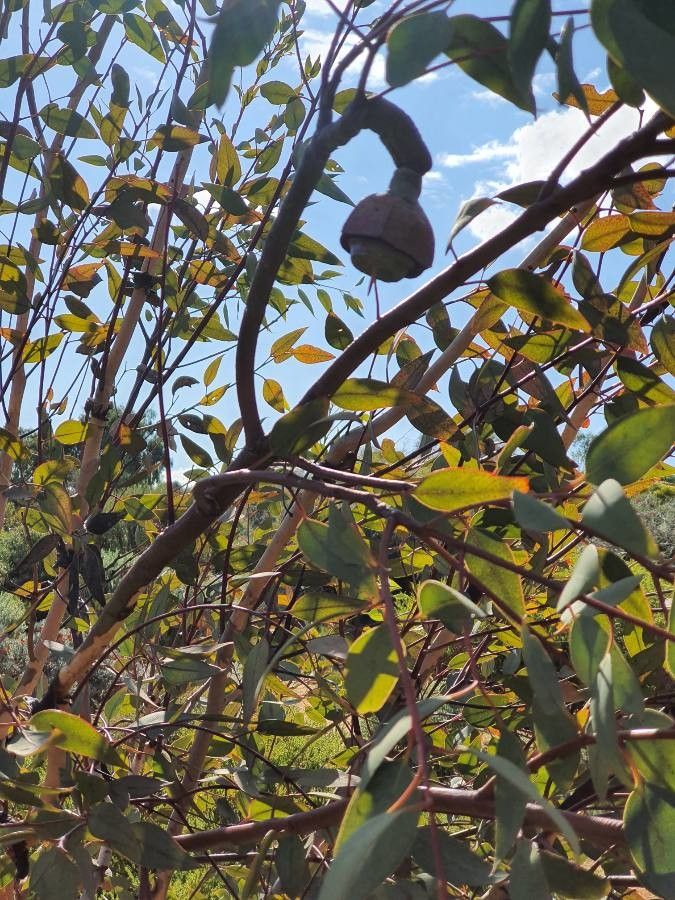 Eucalyptus pyriformis fruit