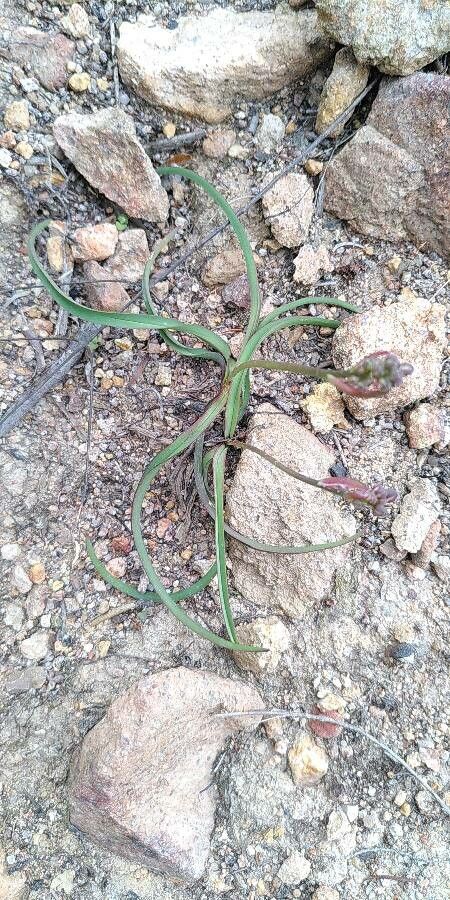 Simethis mattiazzii — search result for 'Tunisia'