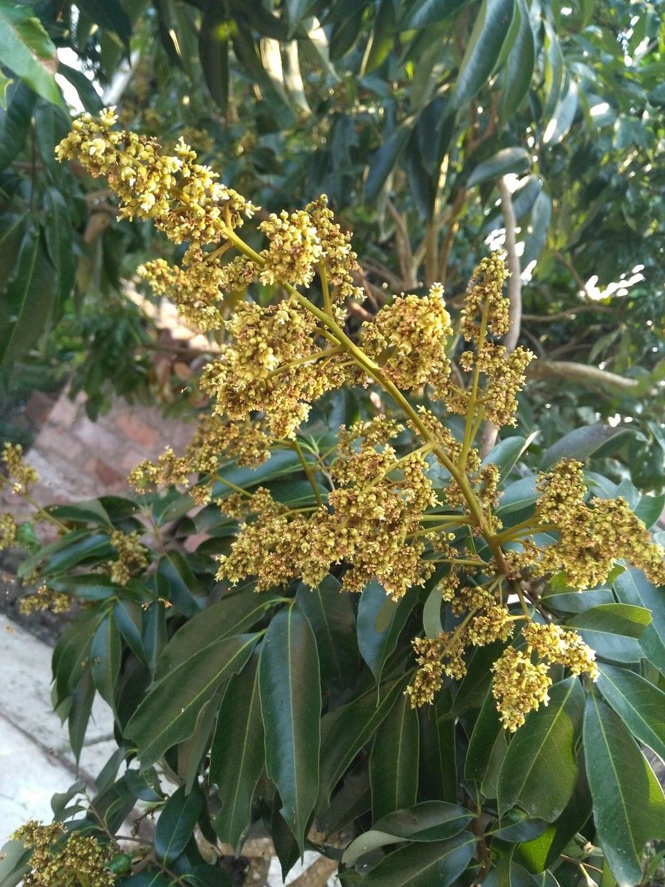 Litchi chinensis flower