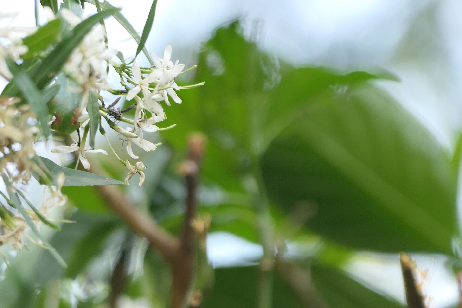 Pavetta lanceolata flower