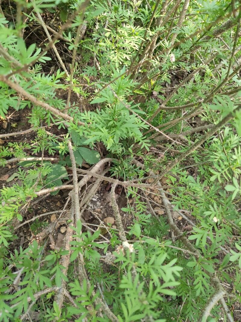 Syringa persica bark
