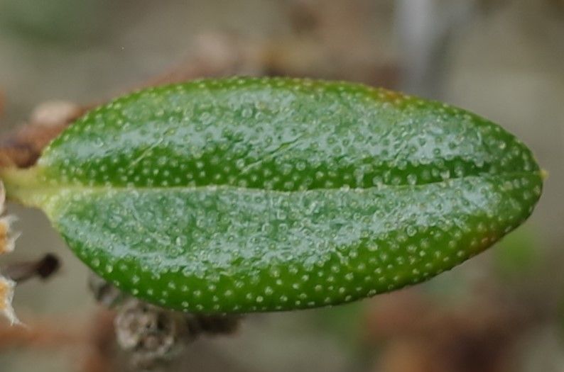 Rhododendron flavidum leaf