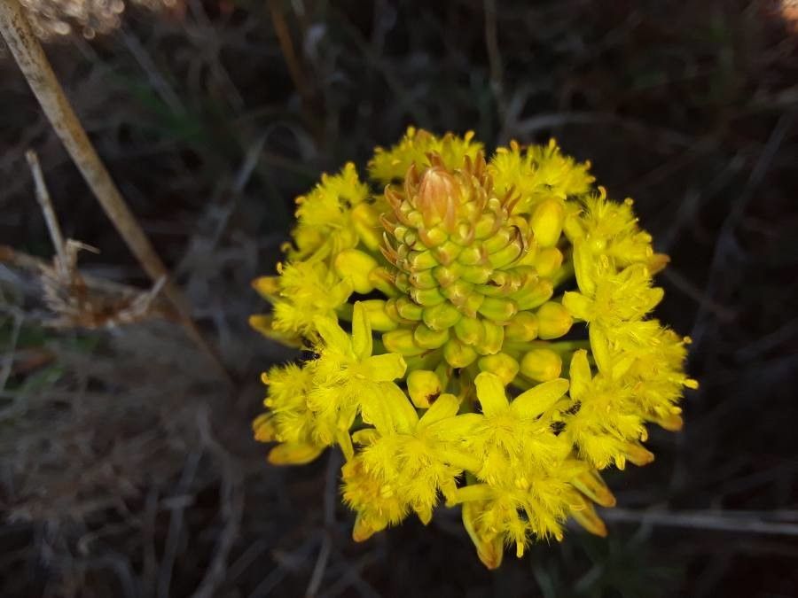 Bulbine abyssinica flower