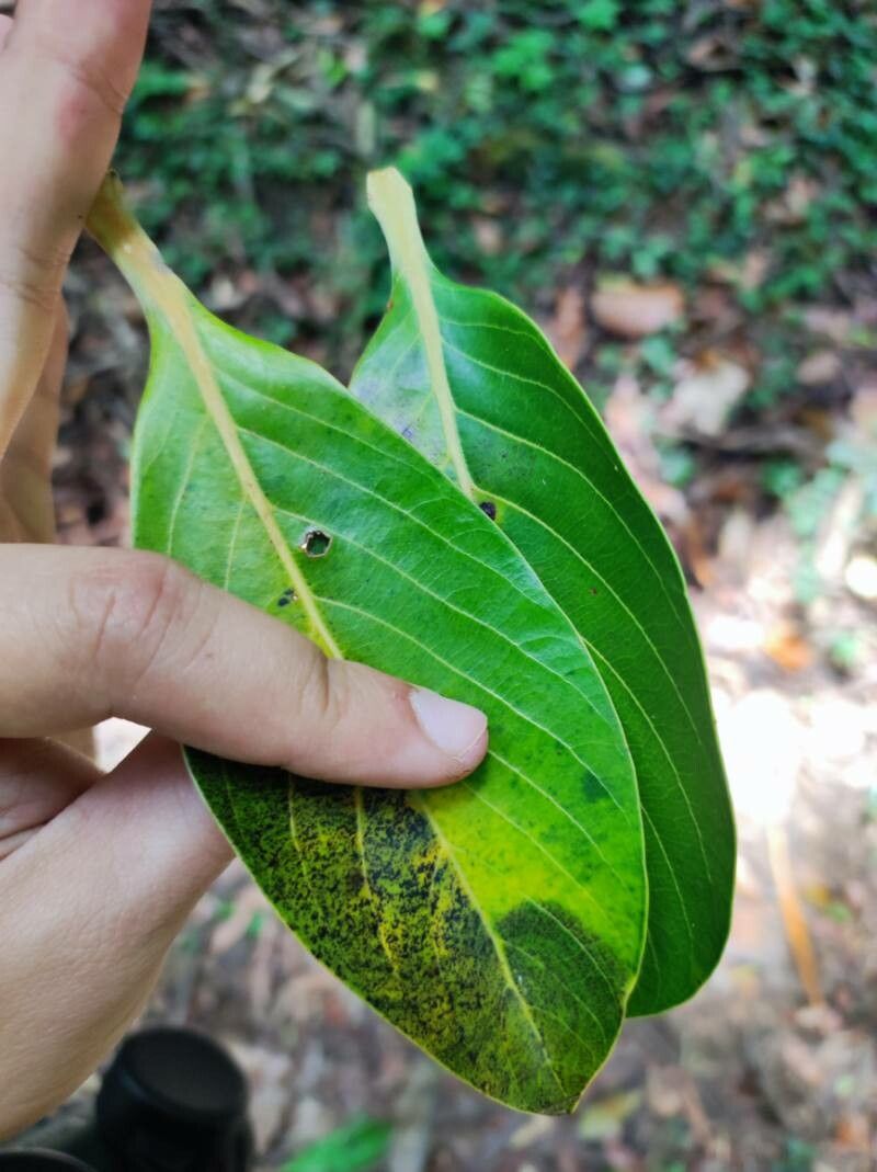 Ocotea glaucosericea leaf