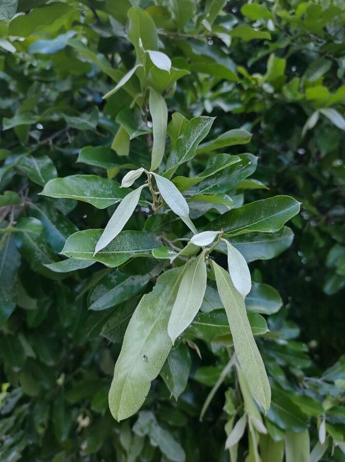 Licania tomentosa leaf