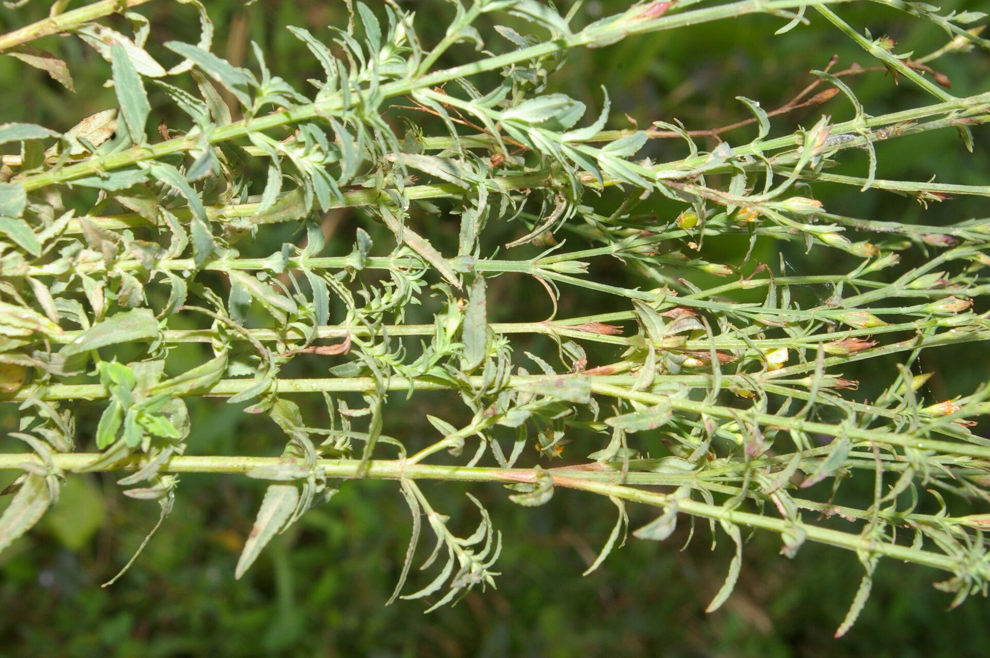 Hypericum thesiifolium — houseplant care guide