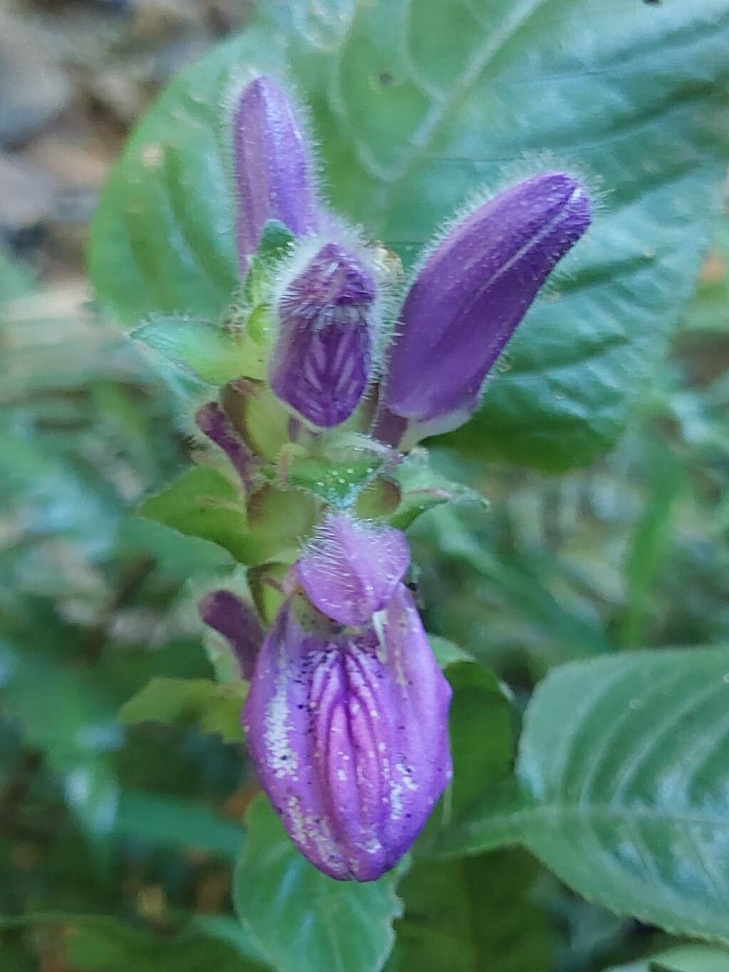 Brillantaisia madagascariensis flower
