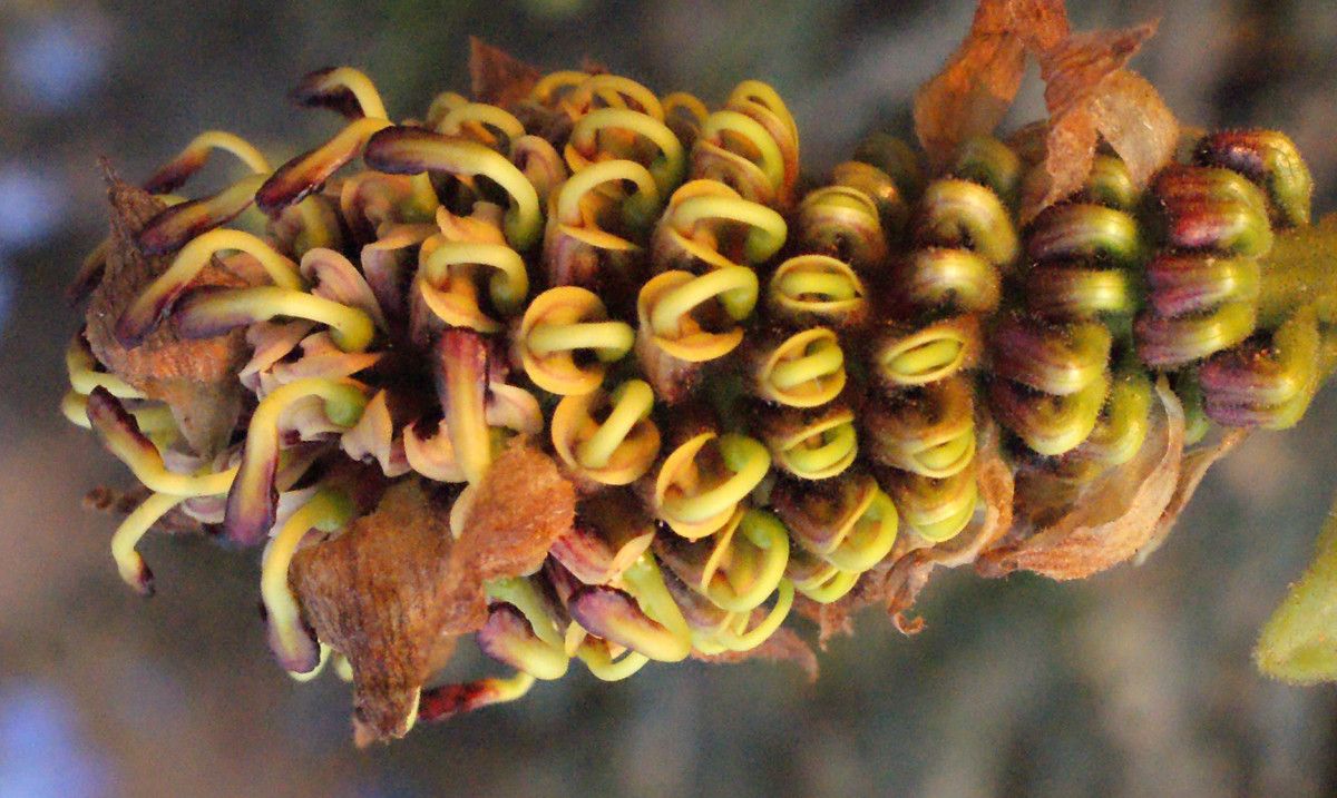 Grevillea eryngioides flower