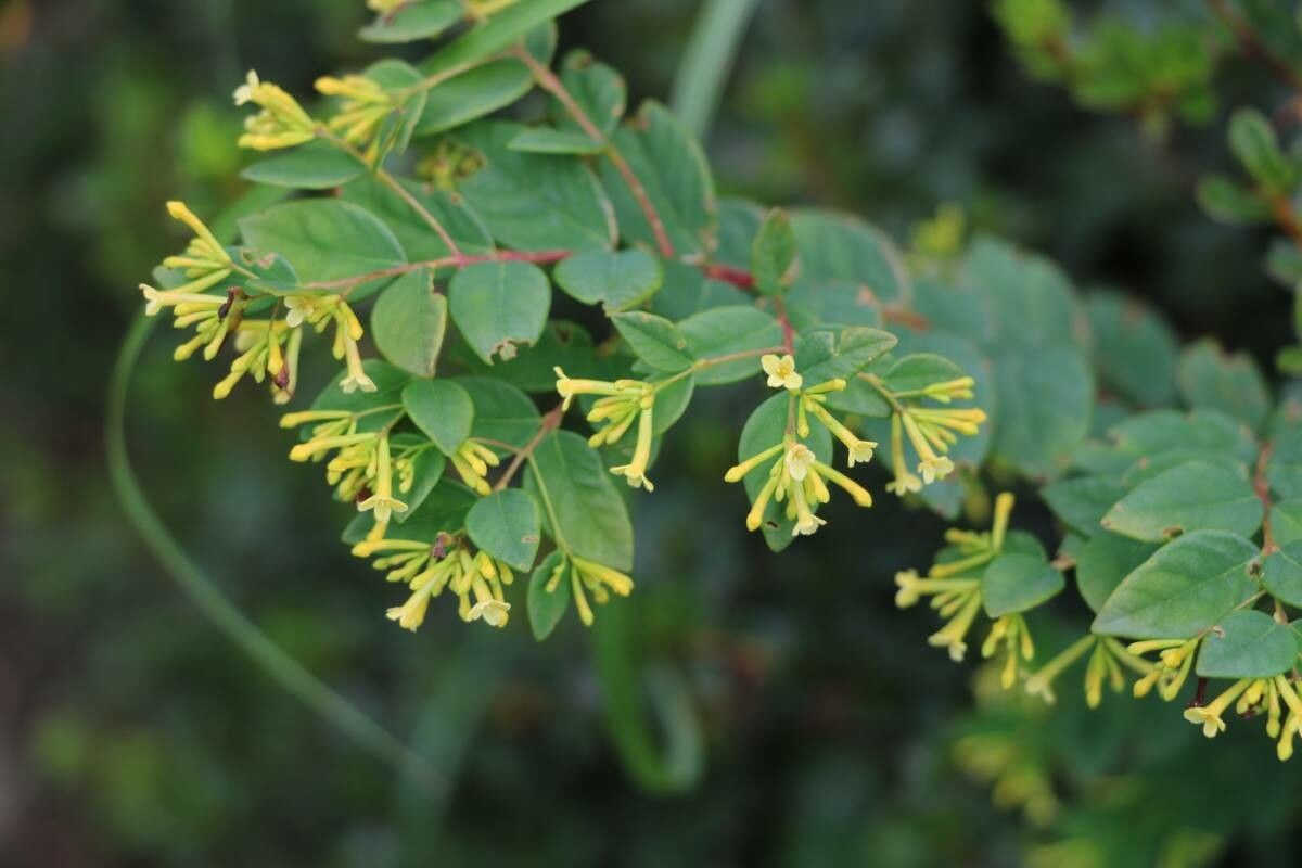 Wikstroemia trichotoma — houseplant care guide