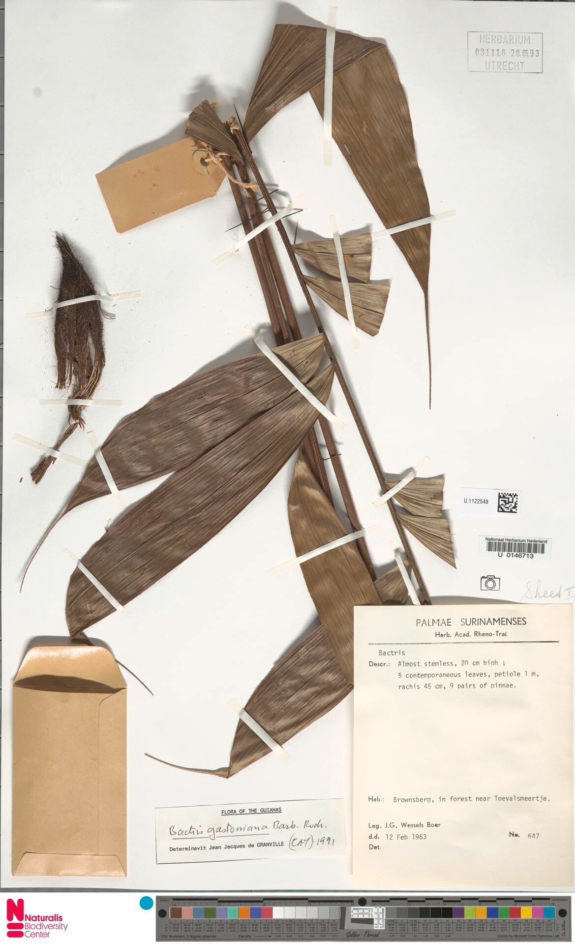 Bactris gastoniana leaf