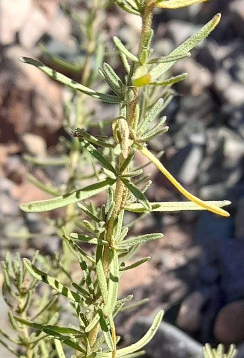 Stevia maimarensis — houseplant care guide