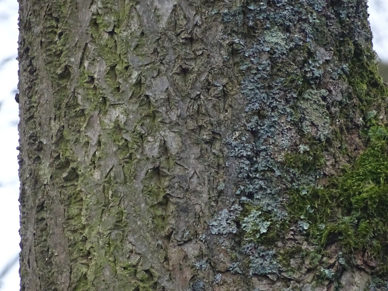 Phellodendron japonicum bark