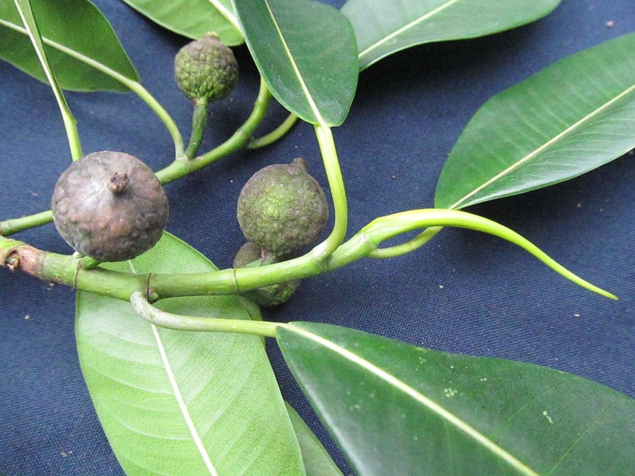 Ficus yoponensis — search result for 'Panama'