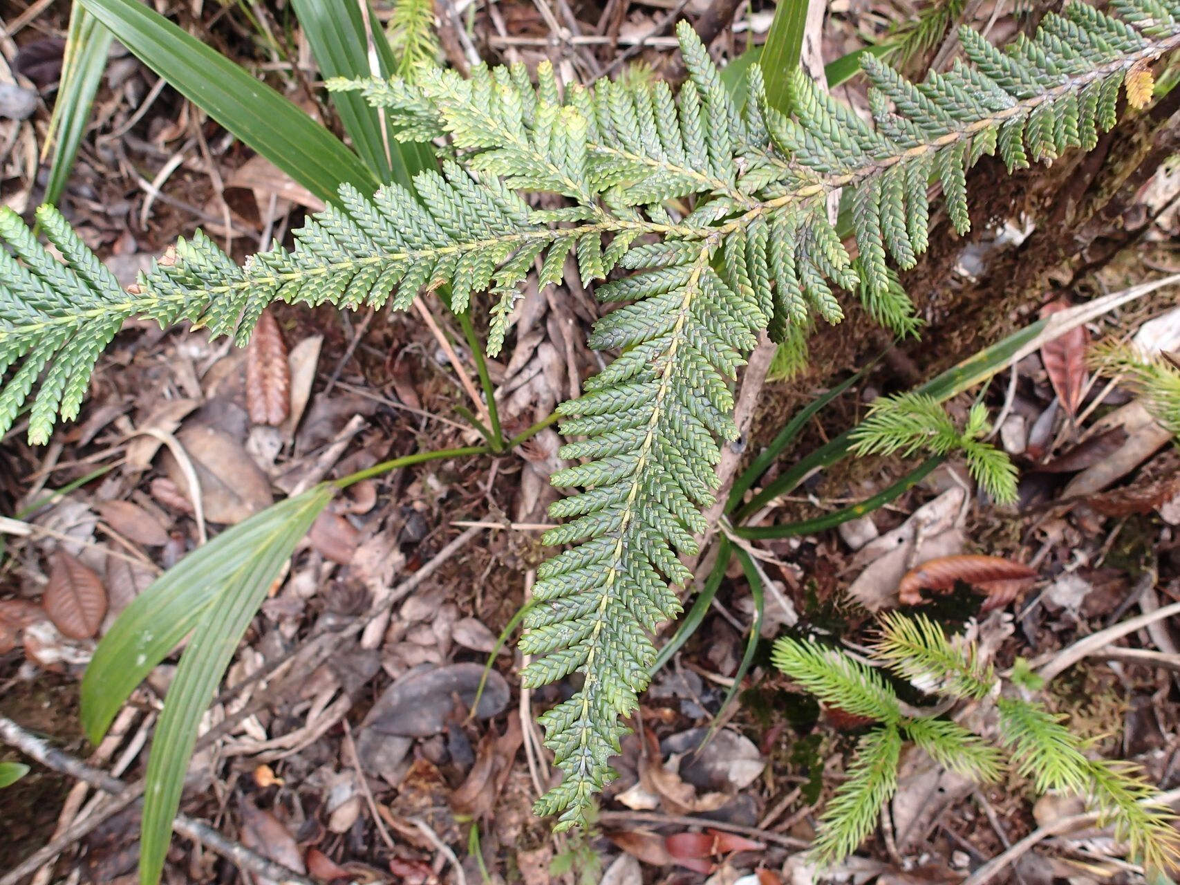 Libocedrus austrocaledonica habit