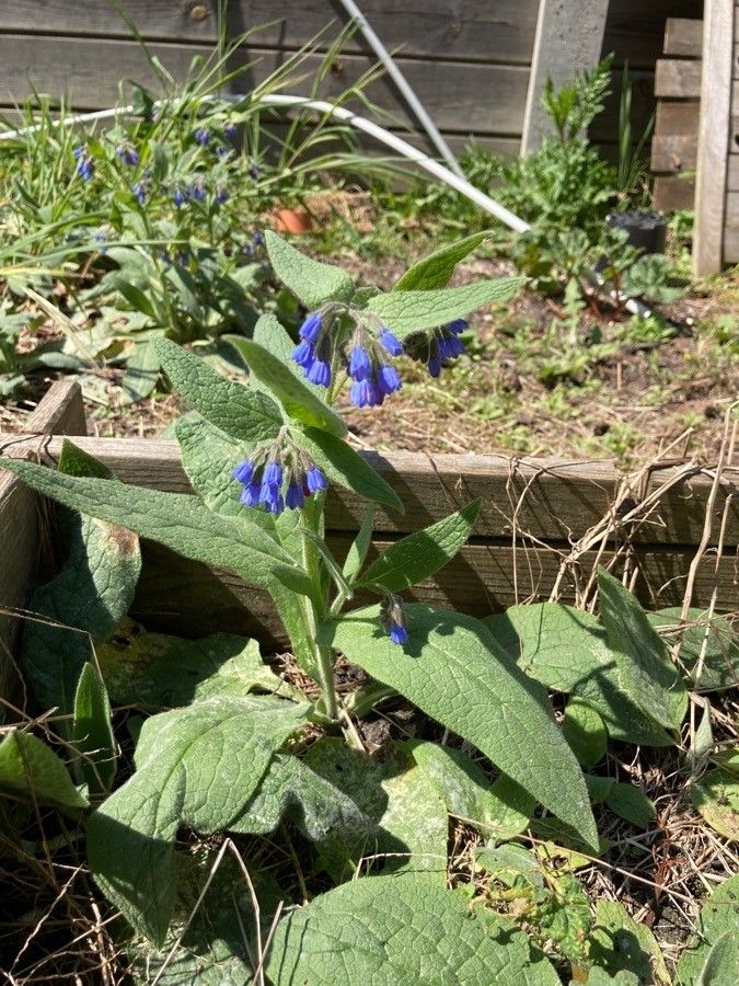 Symphytum × uplandicum leaf