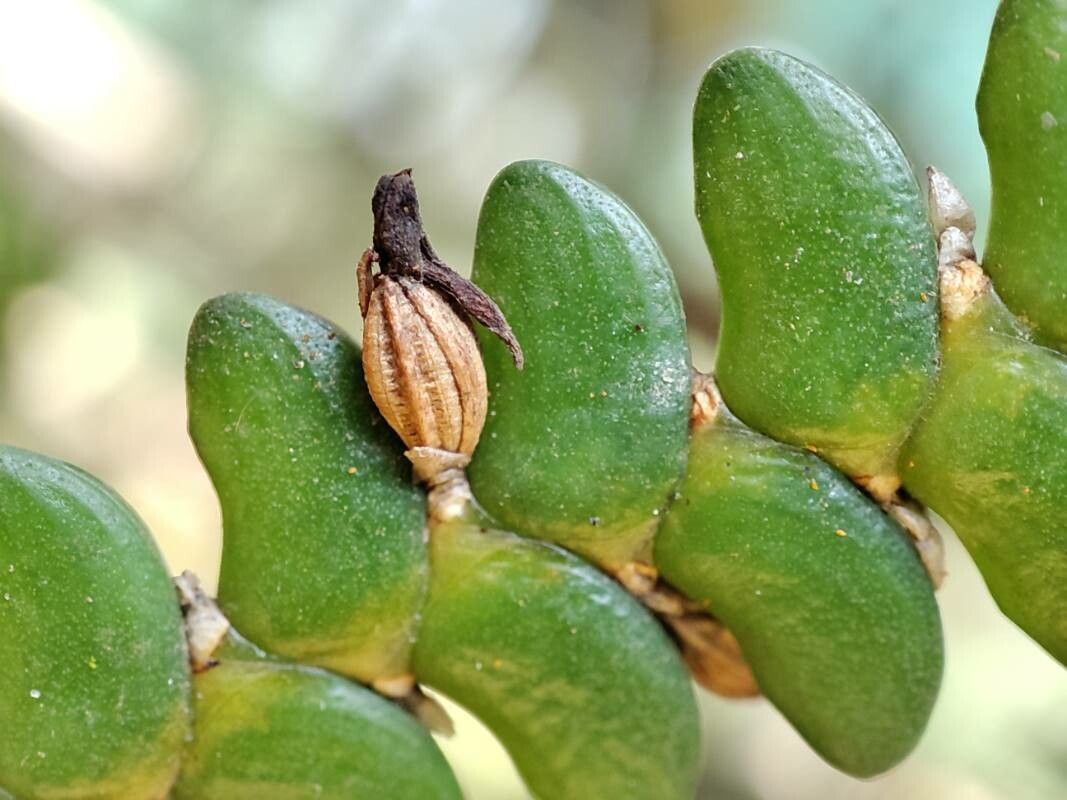 Angraecum bancoense fruit