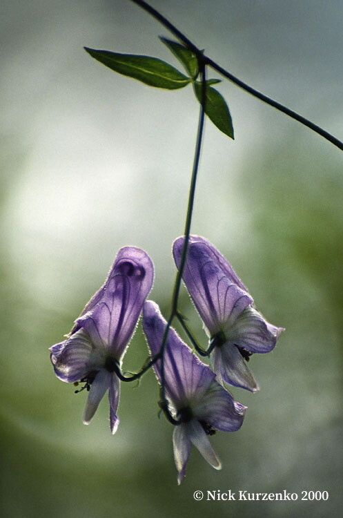 Aconitum stoloniferum flower