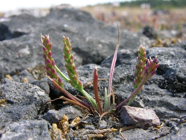 Plantago pusilla — search result for 'Plantago'