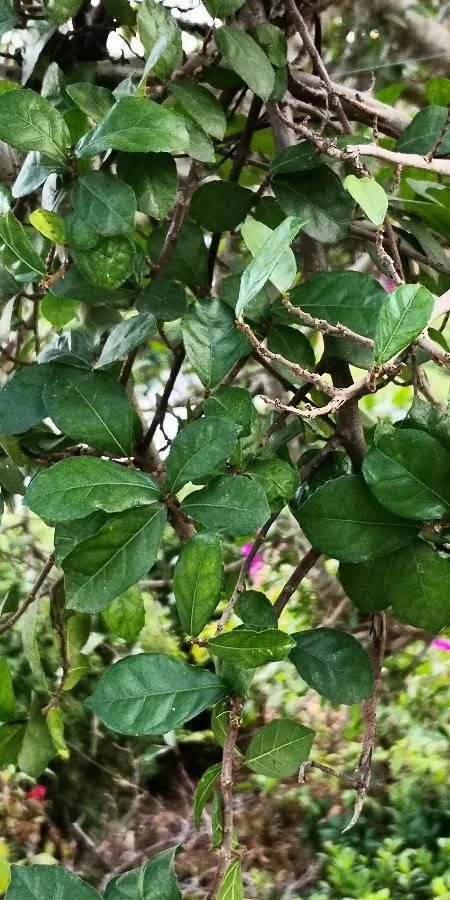 Streblus asper — related species from the same genus