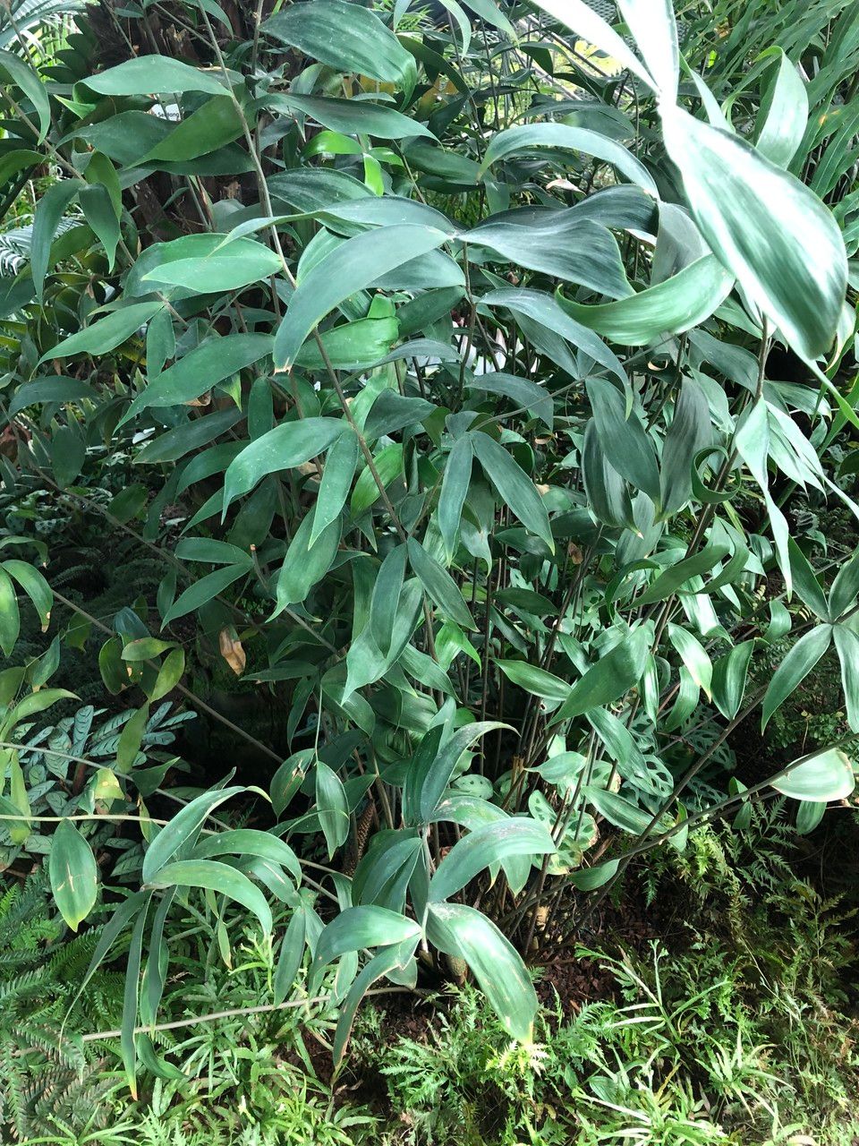 Ceratozamia hildae habit
