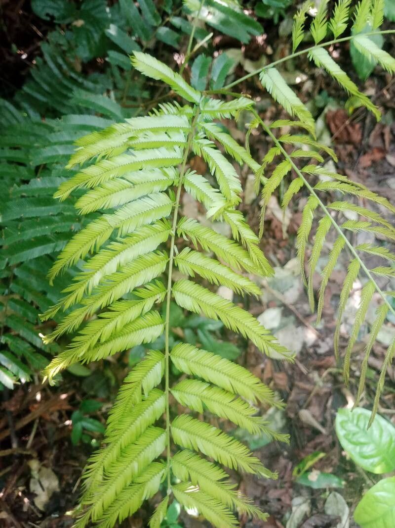 Piptadeniastrum africanum leaf