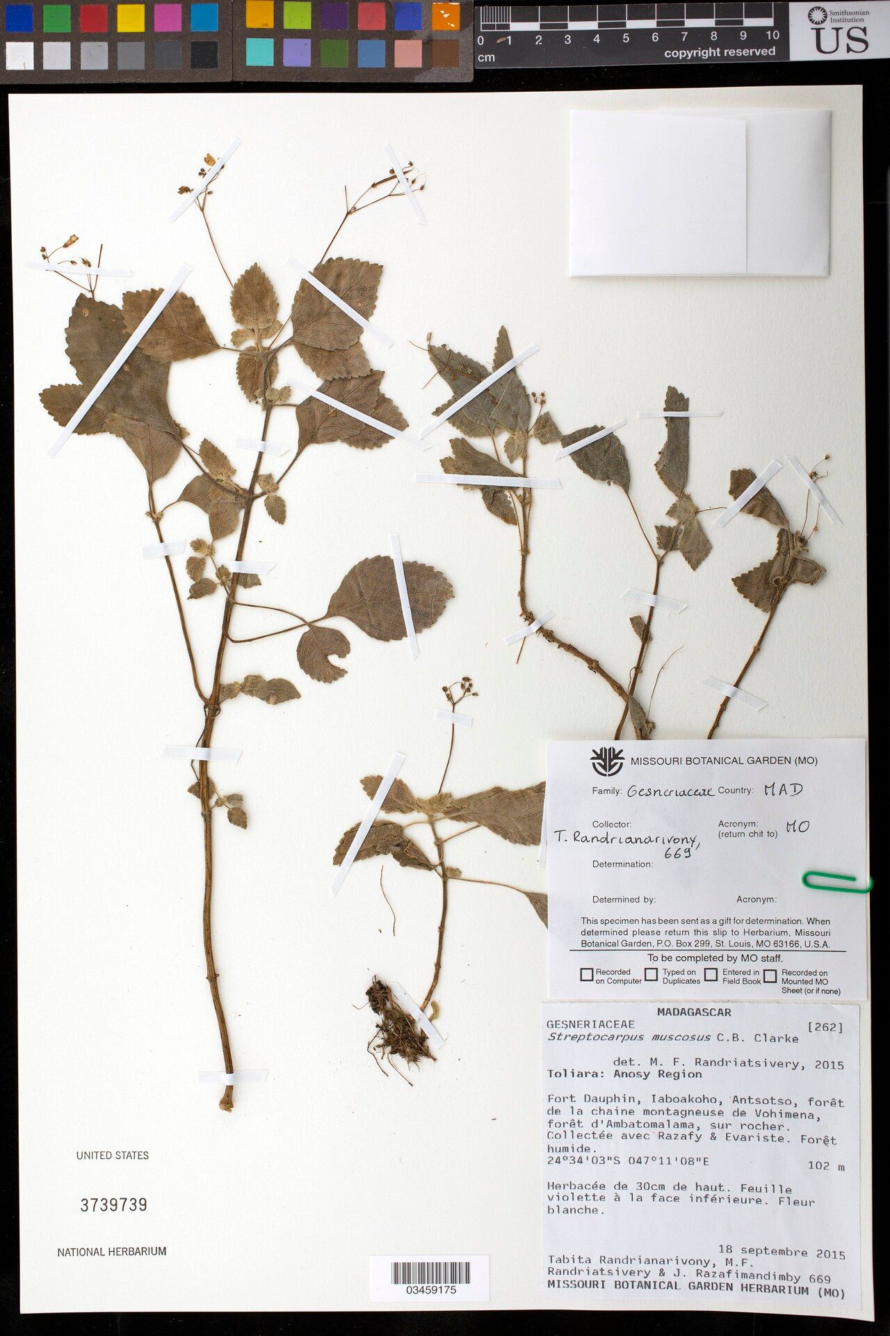 Streptocarpus muscosa — search result for 'Streptocarpus'