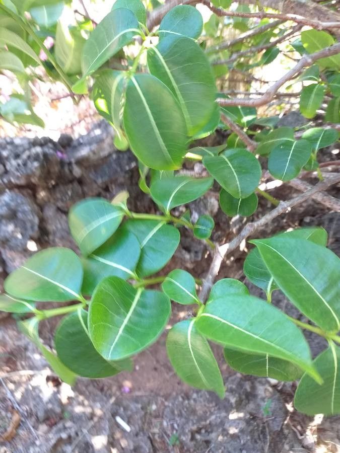 Cryptostegia madagascariensis leaf