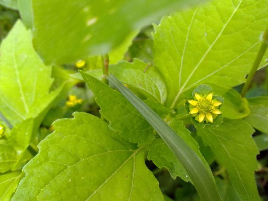 Melampodium costaricense flower