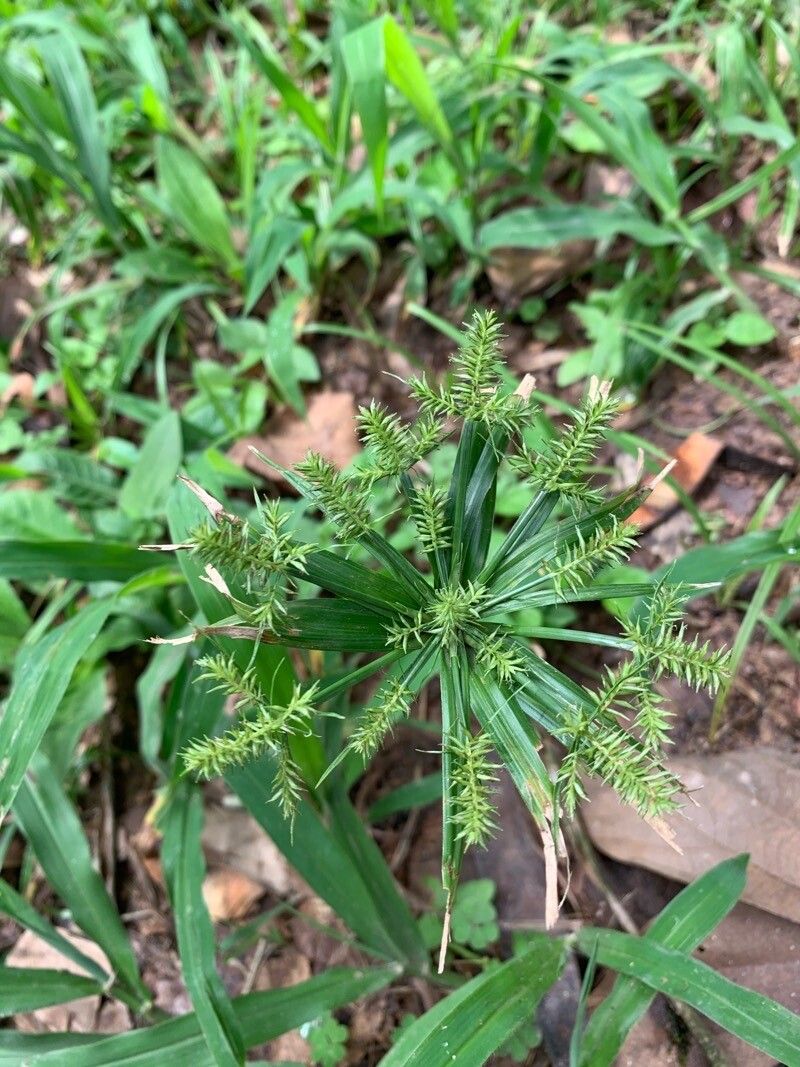 Cyperus meyenianus — search result for 'Cyperus'