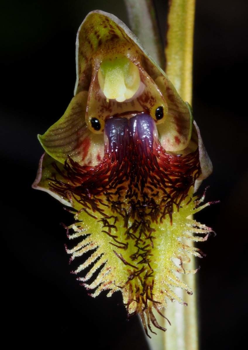 Calochilus neocaledonicus habit