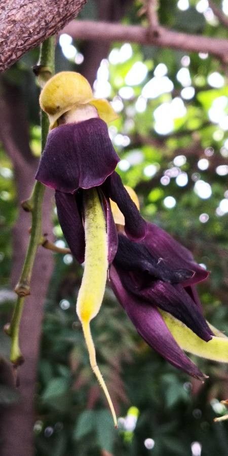 Mucuna sempervirens fruit