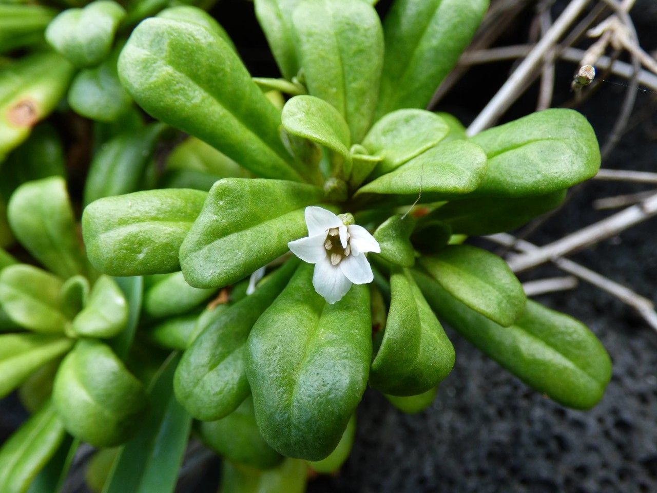 Lysimachia mauritiana flower