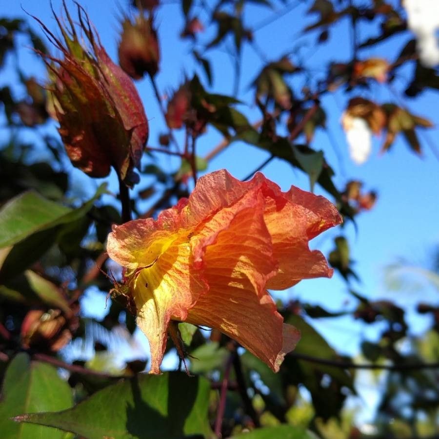 Gossypium barbadense flower