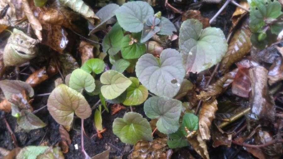 Viola labradorica habit