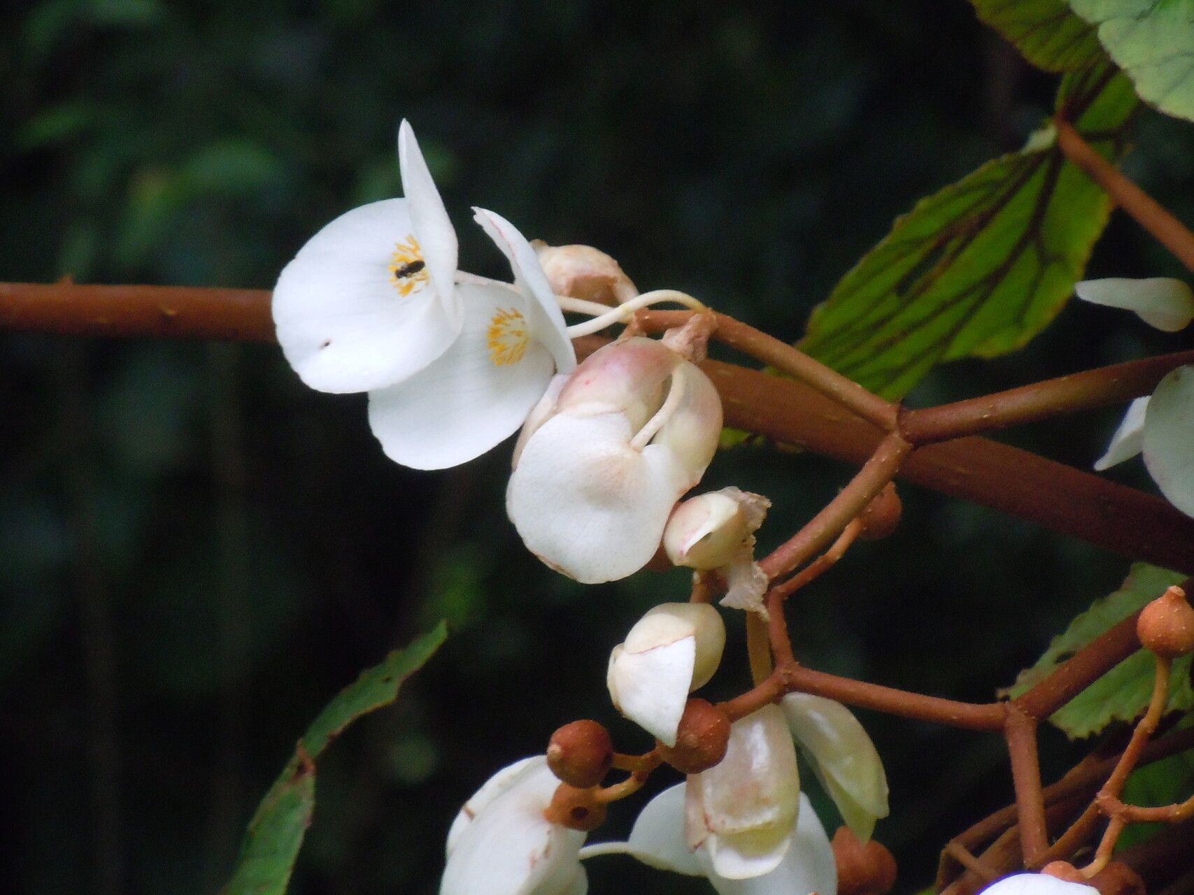 Begonia crateris — houseplant care guide
