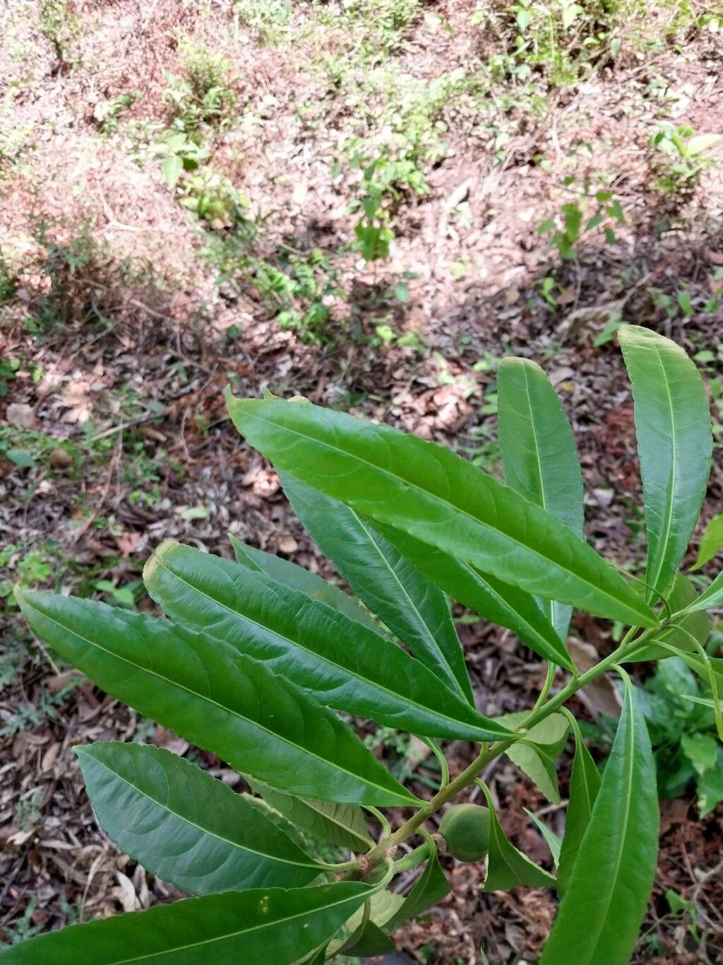 Erblichia odorata — search result for 'Belize'