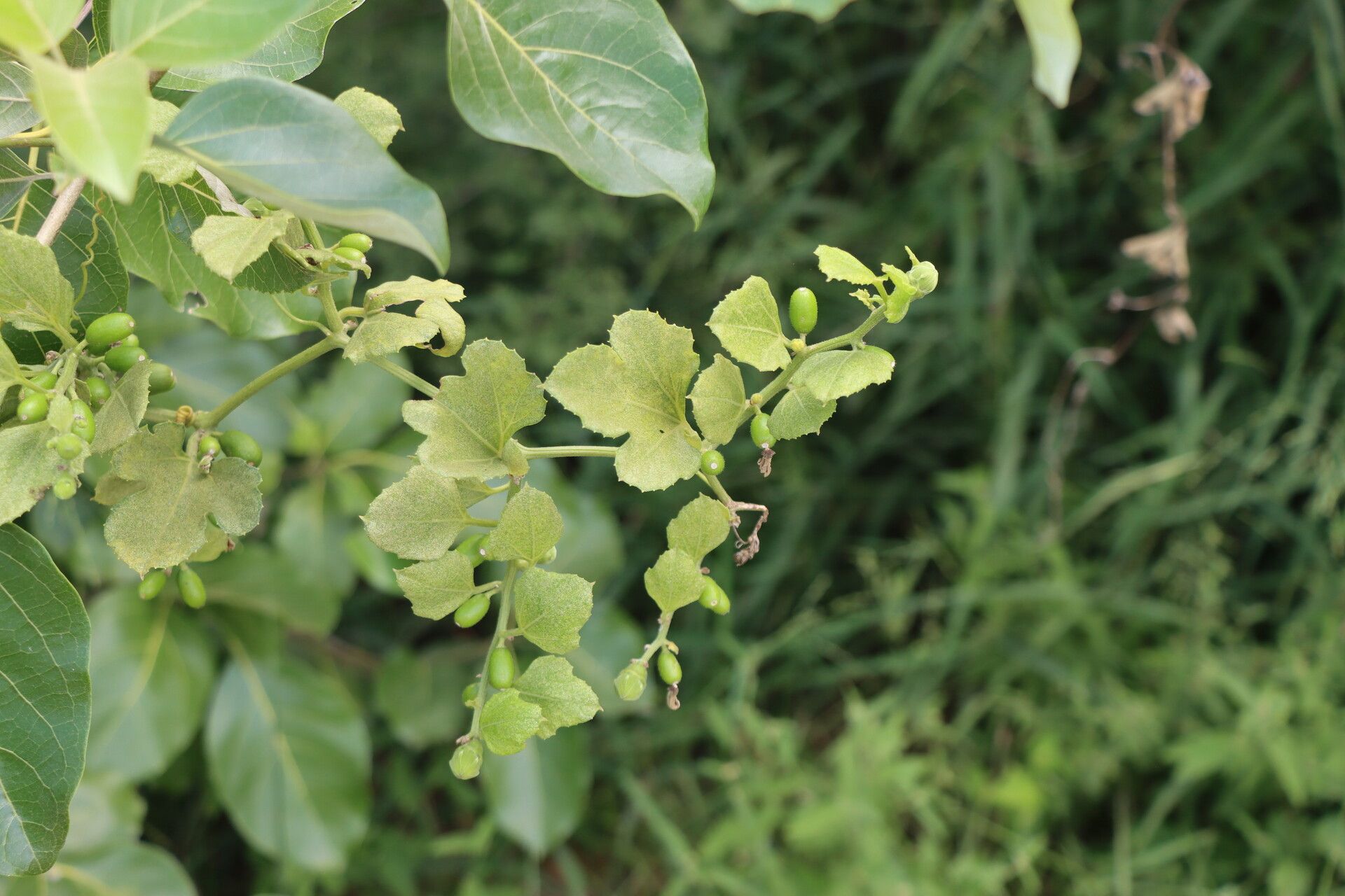 Cayaponia glandulosa — houseplant care guide