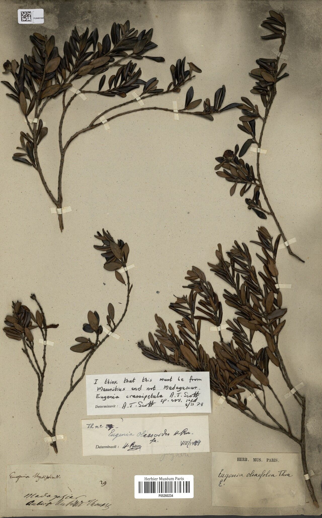 Eugenia crassipetala — houseplant care guide