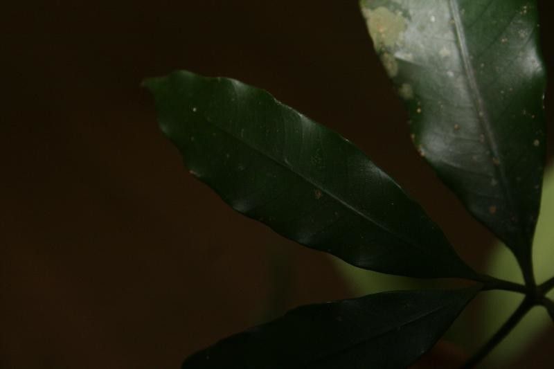 Tabernaemontana undulata leaf
