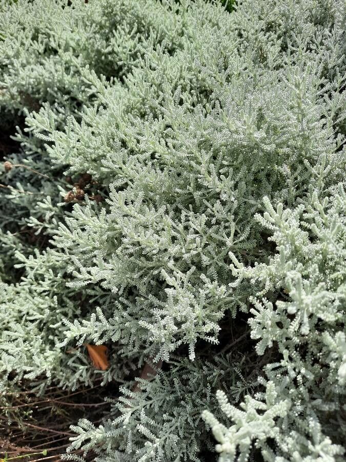 Santolina chamaecyparissus