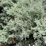 Santolina chamaecyparissus